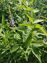 Orbexilum onobrychis