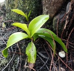 Potamogeton illinoensis