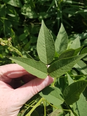 Orbexilum onobrychis