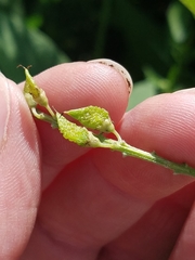 Orbexilum onobrychis