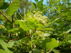 Cornus sericea occidentalis