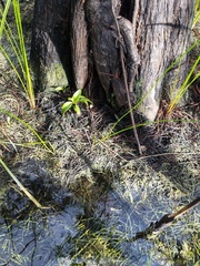 Potamogeton illinoensis