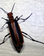 Pyrota tenuicostatis