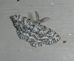 Hypomecis umbrosaria