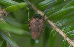 Leiobunum calcar