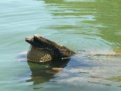 Pectinatella magnifica