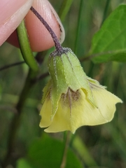 Physalis longifolia