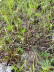 Dichanthelium boreale