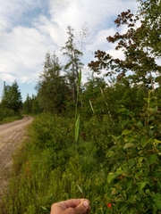 Dichanthelium boreale