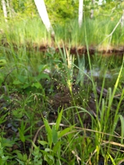 Dichanthelium boreale