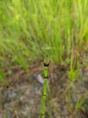 Equisetum × nelsonii