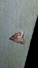 Aglossa disciferalis