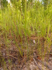 Equisetum × nelsonii