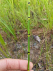 Equisetum × nelsonii