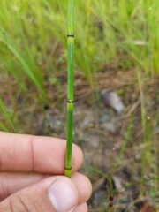 Equisetum × nelsonii