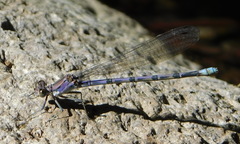 Argia tonto