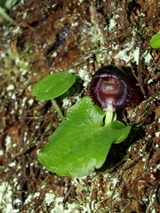 Corybas grumulus