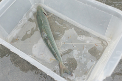 Salvelinus malma