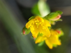 Hypericum ellipticum