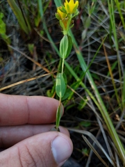 Hypericum ellipticum