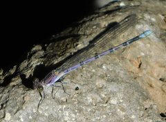 Argia tonto