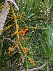 Icterus cucullatus