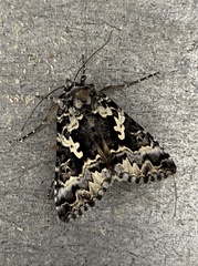 Syngrapha rectangula