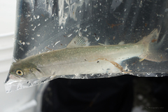 Salvelinus malma