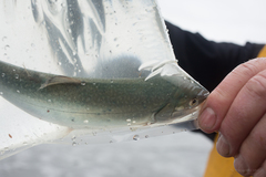 Salvelinus malma