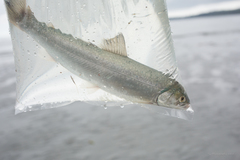 Salvelinus malma
