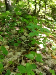Festuca occidentalis