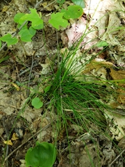 Festuca occidentalis