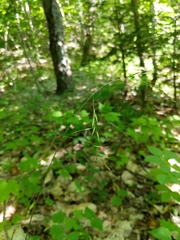 Festuca occidentalis