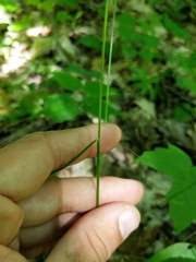 Festuca occidentalis