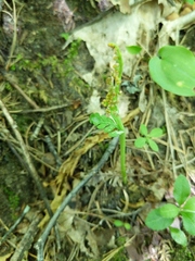 Botrychium michiganense