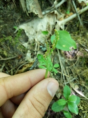Botrychium michiganense