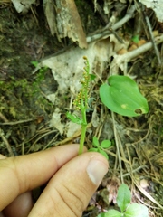 Botrychium michiganense