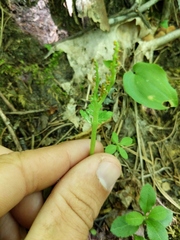 Botrychium michiganense