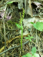 Botrychium michiganense
