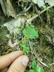 Botrychium michiganense