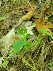 Botrychium matricariifolium