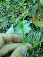 Botrychium matricariifolium
