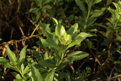 Verbesina centroboyacana