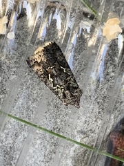 Syngrapha alias