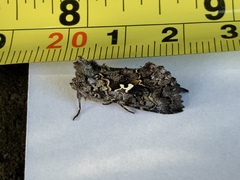 Syngrapha alias
