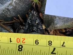 Syngrapha alias