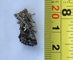 Syngrapha alias