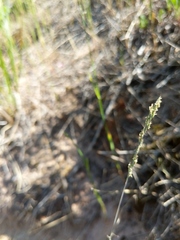 Festuca saximontana