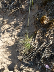 Festuca saximontana