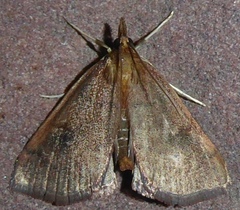 Uresiphita reversalis